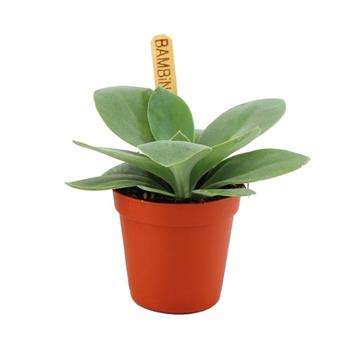 Starček Vesuvivus Flavours květináč 6cm