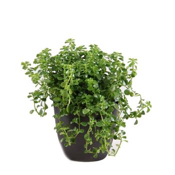 Pilea Pitoresque květináč 10,5cm