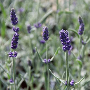 Levandule úzkolistá  Vienco Purple květináč 12cm