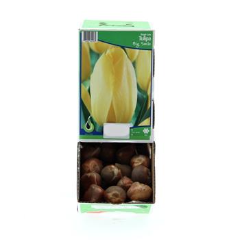 Tulipán Big Smile 10ks