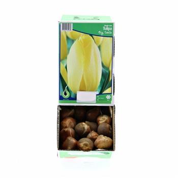 Tulipán Big Smile 10ks