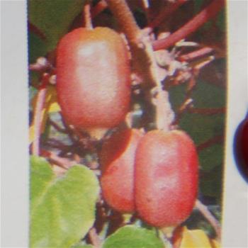 Aktinidie význačná Scarlet September Kiwi kmínek 100cm