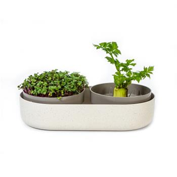Miska na naklíčení MICROGREENS Regrow sl.kost s káv. sedlinou 30,5cm