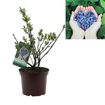 Zimolez kamčatský Myberry Sweet výška 30/40cm, květináč 3 litry