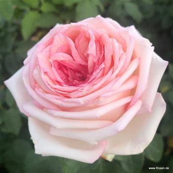 Růže Kordes Meine Rose 2 litry
