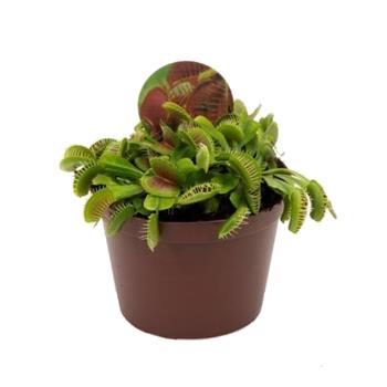 Mucholapka podivná květináč 12cm