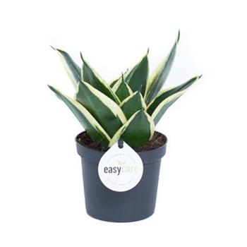 Tenuta, tchýnin jazyk Jade Pagoda květináč 9cm