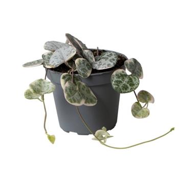 Svícník Woodův Variegata květináč 6cm