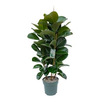 Fíkovník pryžodárný Makana sesazovaný, hydroponický květináč 30cm