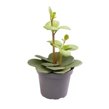 Pepřinec Hope květináč 6cm