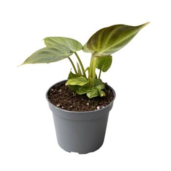 Filodendron bradavičnatý květináč 6cm