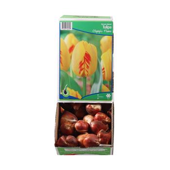 Tulipán Olympic Flame 10ks