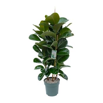Fíkovník pryžodárný Makana hydroponický květináč  27cm, sesazovaný