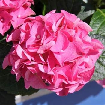 Hortenzie velkolistá Pink květináč 18 litrů