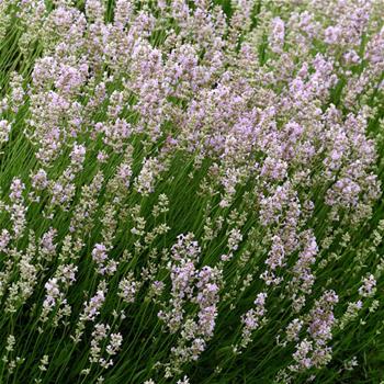 Levandule úzkolistá Hidcote Pink květináč 3 litry