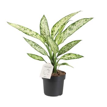 Difenbachie Vesuvius květináč 17cm