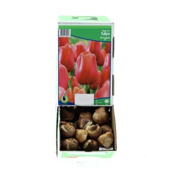 Tulipán Avignon 10ks