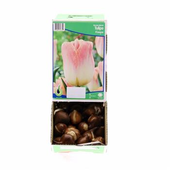 Tulipán Kunyun 10ks