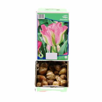 Tulipán Greenland 10ks