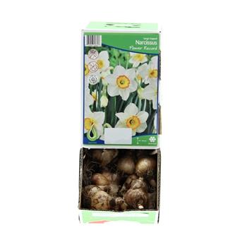Narcis Flower Record 5ks