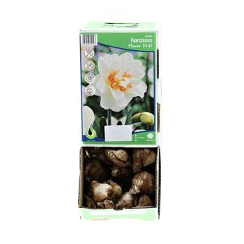 Narcis Flower Drift 5ks