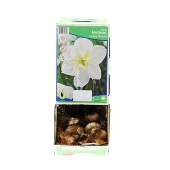 Narcis Lemon Beauty 5ks