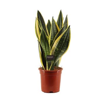 Tenura, tchýnin jazyk Night Shade květináč 14cm