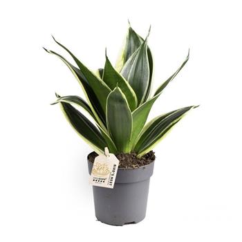 Tenura, tchýnin jazyk  Jade Pagoda květináč 11cm