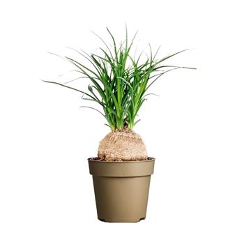 Nolina, sloní noha květináč 9cm