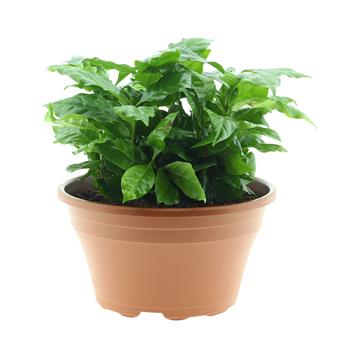 Kávovník arabský miska 23cm