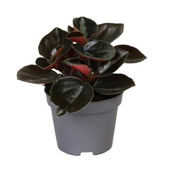 Pepřinec Colombiana květináč 6cm