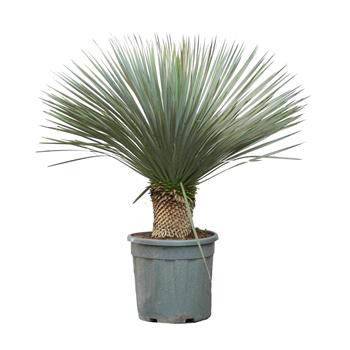 Juka zobanitá výška 70cm, květináč 25 litrů