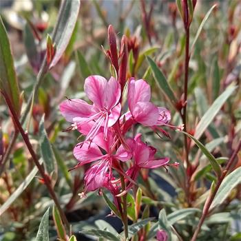 Svíčkovec Lindheimerův Gambit Variegata Rose květináč 12cm