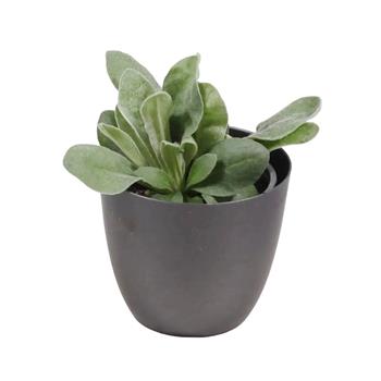 Kohoutek věncový Atrosanguinea květináč 12cm