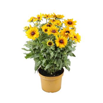 Třapatka Sunbeckia květináč 27cm, letnička