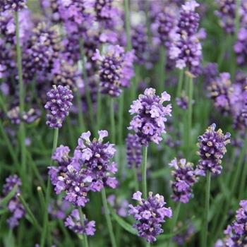 Levandule úzkolistá Hidcote květináč 12cm