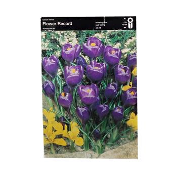 Krokus Flower Record 10ks
