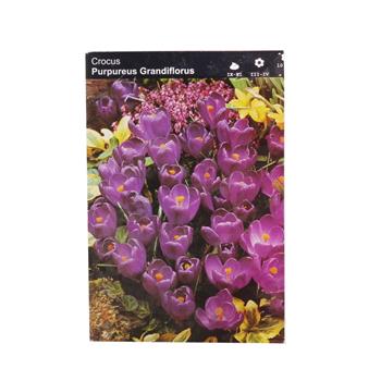 Krokus Purpureus Grandiflorus 10ks