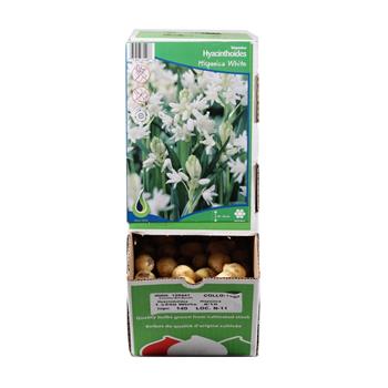 Hyacintovec španělský White 10ks