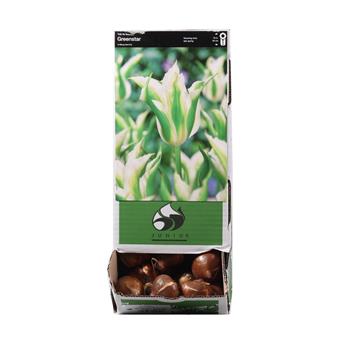 Tulipán Greenstar 10ks