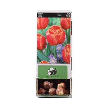 Tulipán Icoon 10ks