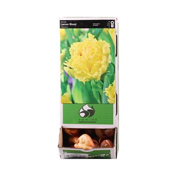 Tulipán Lemon Shoot 10ks