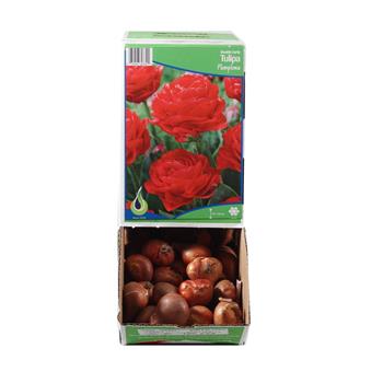 Tulipán Pamplona 10ks