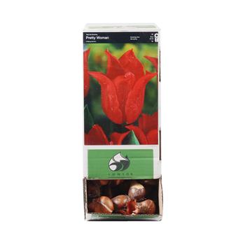 Tulipán Pretty Woman 10ks