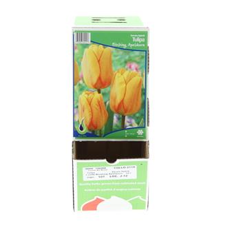 Tulipán Blushing Apeldoorn 5ks