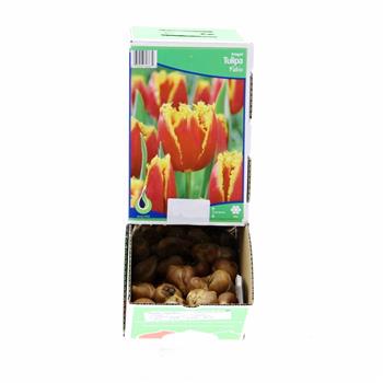 Tulipán Fabio 5ks