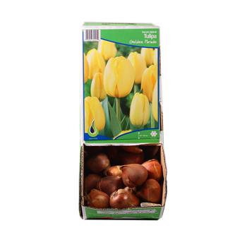 Tulipán Golden Parade 5ks