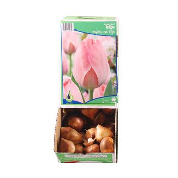 Tulipán Mystic van Eyk 5ks