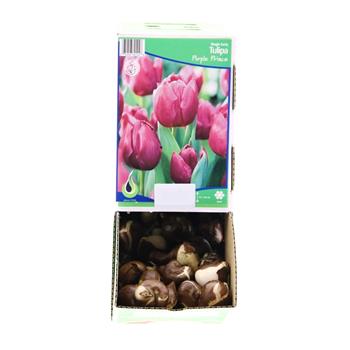 Tulipán Purple Prince 5ks